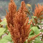 Amaranthus cruentus 'Bronze'