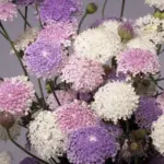 Didiscus 'Lacy Mix'