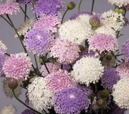 Didiscus 'Lacy Mix'