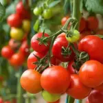 Tomato Ailsa Craig Seeds