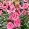 Antirrhinum-DoubleShot-hot Pink