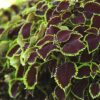 Chocolate-Mint-Coleus