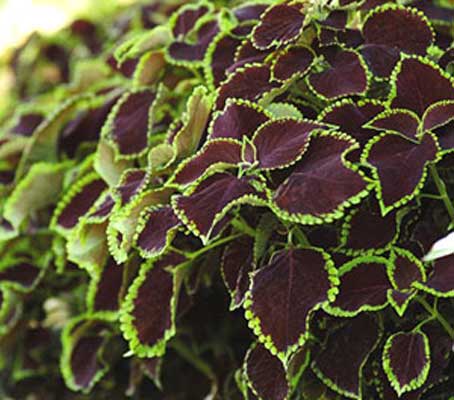 Chocolate-Mint-Coleus
