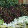 Coleus blumei, 'Chocolate Mint' - Image 2
