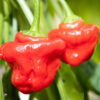 jamaican_red pepper