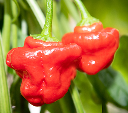 jamaican_red pepper