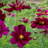 Cosmos-Fizzy-Purple-Fields