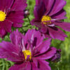 Cosmos-Fizzy-Purple