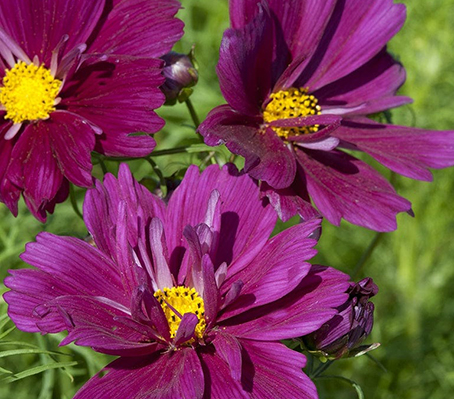 Cosmos-Fizzy-Purple